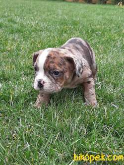 KALTENIN ADRESINDEN Frenc Buldog Blue Marley 4