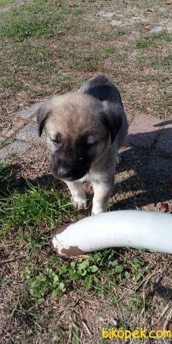 Kangal Orjinal 5