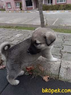 Kangal Orjinal 1