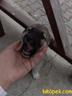 Kangal Orjinal 3