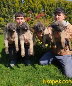 Kangal Orjinal Irk Köpek Yavrularımız 5