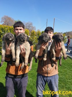 Kangal Orjinal Irk Köpek Yavrularımız 4