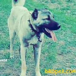 Kangal Sivasdan Alınır Kalite Yerinde Uygundur 2