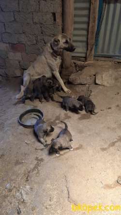 Kangal Sivasdan Alınır Kalite Yerinde Uygundur 1