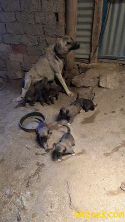 Kangal Sivasdan Alınır Kalite Yerinde Uygundur 3