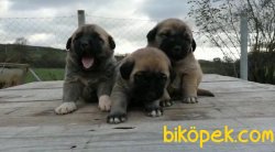 Kangal Yavruları 1