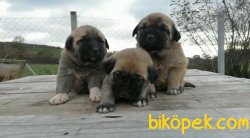 Kangal Yavruları 3