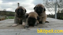 Kangal Yavruları 2