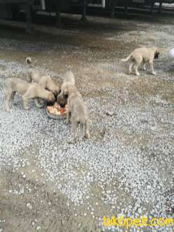 Kangal Yavruları 2