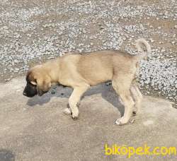 Kangal Yavruları 4