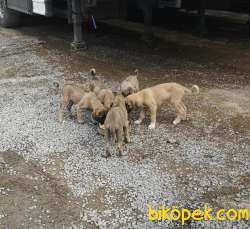 Kangal Yavruları 3