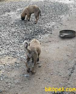 Kangal Yavruları 1