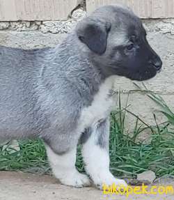 KANGAL YAVRULARI 1