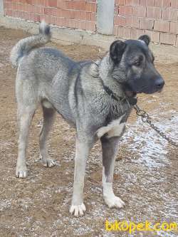 KANGAL YAVRULARI 5