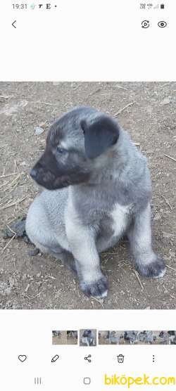 KANGAL YAVRULARI 3