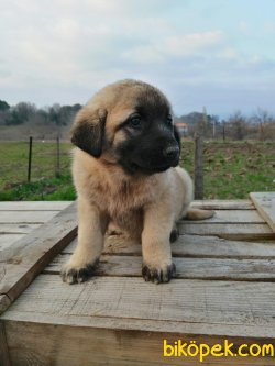 Kangal Yavrularm 4