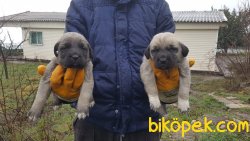 Kangal Yavrularm 3