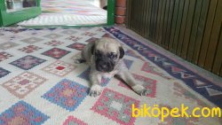 Kangal Yavrularm 2