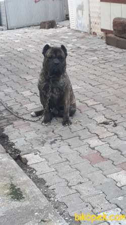 Kanın Corso Yavru 5 Adet 2