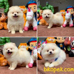 Kar Beyaz Birbirinden Güzel Pomeranian Boo Yavruları 1