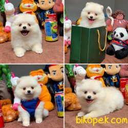 Kar Beyaz Birbirinden Güzel Pomeranian Boo Yavruları 2