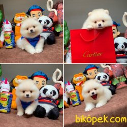 Kar Beyaz Birbirinden Güzel Pomeranian Boo Yavruları 3