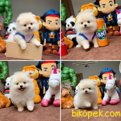 Kar Beyaz Birbirinden Güzel Pomeranian Boo Yavruları 4
