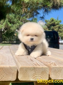 Kar Beyaz Boo Pomeranian Yavrular 4