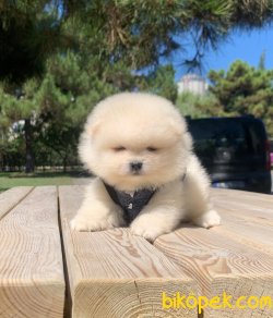 Kar Beyaz Boo Pomeranian Yavrular 2
