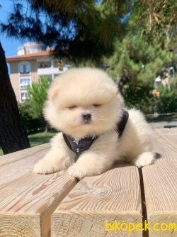 Kar Beyaz Boo Pomeranian Yavrular 1