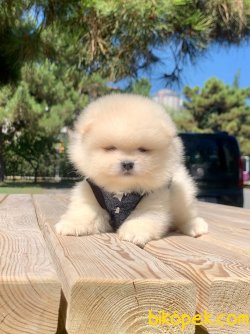 Kar Beyaz Boo Pomeranian Yavrular 3