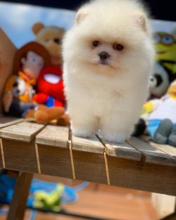 Kar Beyaz Pomeranian Boo Yavrularımız 2