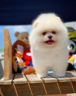 Kar Beyaz Pomeranian Boo Yavrularımız 1
