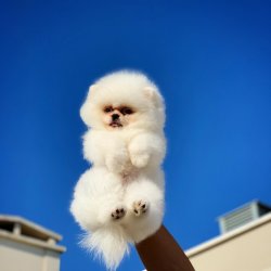 Kar Beyaz Pomeranian Boo Yavrularımız 3