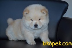 KAR BEYAZ CHOW CHOW BEBEKLER 3