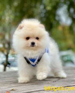 Kar Beyaz Erkek Pomeranian Yavrularımız 4