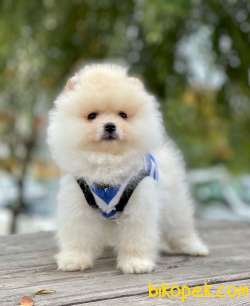 Kar Beyaz Erkek Pomeranian Yavrularımız 3