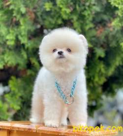 Kar Beyaz Erkek Pomeranian Yavrularımız 1