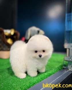 Kar Beyaz Gülen Surat Pomeranian Boo Yavrumuz 5