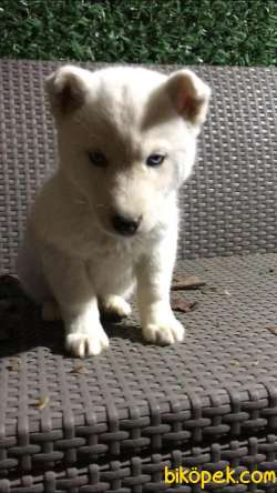 Kar Beyaz Husky Erkek Yavrumuz 4