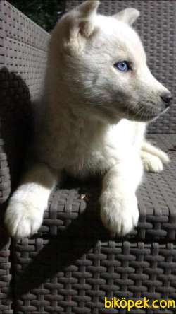 Kar Beyaz Husky Erkek Yavrumuz 3