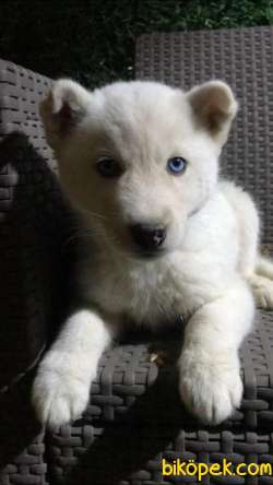 Kar Beyaz Husky Erkek Yavrumuz 1