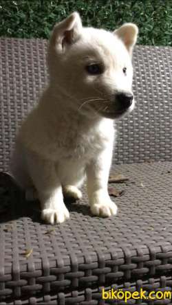 Kar Beyaz Husky Erkek Yavrumuz 2