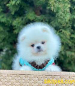 Kar Beyaz Kusursuz Rengiyle Pomeranian Yavrumuz 3