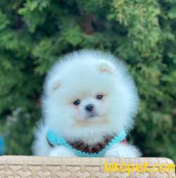 Kar Beyaz Kusursuz Rengiyle Pomeranian Yavrumuz 2