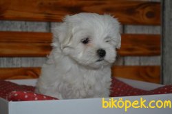 MİNİ BOY MALTESE BEBEKLER 1
