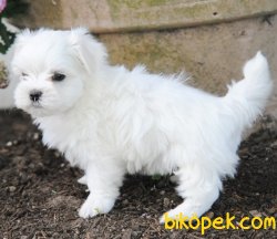 KAR BEYAZ MALTESE BEBEKLER 3