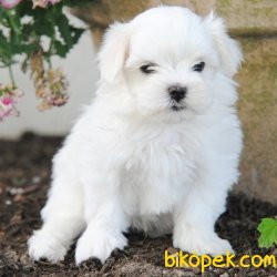 KAR BEYAZ MALTESE BEBEKLER 1