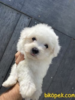 KAR BEYAZ MALTESE BEBEKLER 2