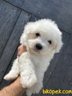 KAR BEYAZ MALTESE BEBEKLER 1